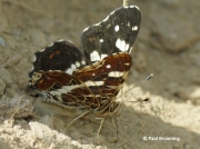 Map-Butterfly-Araschnia-levana-Spain-2713