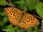 Marbled-Fritillary-butterfly-Brenthis-daphne-2727