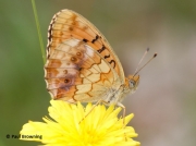 Marbled-Fritillary-butterfly-Brenthis-daphne-2728
