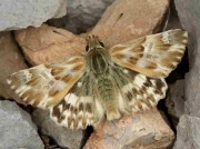 Marbled-Skipper-butterfly-Carcharodus-Carcharodus-lavatherae-male
