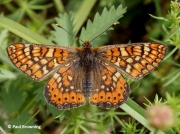 Marsh-Fritillary-butterfly-Euphydryas-aurinia--2775