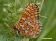 Marsh-Fritillary-butterfly-Euphydryas-aurinia-2776