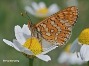 Marsh-Fritillary-butterfly-Euphydryas-aurinia-2778