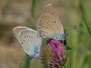 Mazarine Blue butterfly pair - Avila, Spain 25-6-09 © P Browning