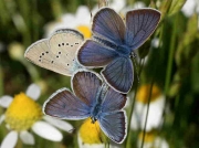 Mazarine Blue butterfles - Teruel, Spain 19-6-10 © P Browning