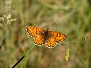 Meadow-Fritillary-butterfly-Mellicta-parthenoides-2774