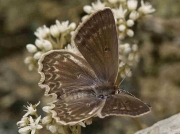 Meleager's Blue butterfly -Meleageria-daphnis- Spain 24-7-13 © P Browning