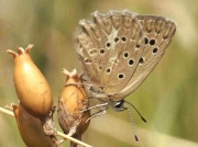 Meleager's Blue butterfly  female underside - Castellon, Spain 24-7-13 © P Browning