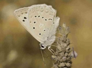 Meleager's Blue butterfly male underside - Castellon, Spain 24-7-13 © P Browning