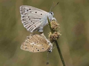 Meleager's Blue butterfly pair - Castellon, Spain 24-7-13 © P Browning