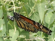 monarch-butterfly-female-Danaus-plexippus-2677
