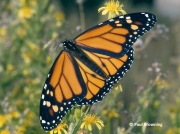 monarch-butterfly-male-Danaus-plexippus-2678