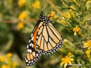 monarch-butterfly-male-Danaus-plexippus-2680