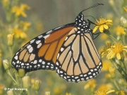 monarch-butterfly-male-Danaus-plexippus-2681