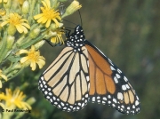 monarch-butterfly-male-Danaus-plexippus-2682