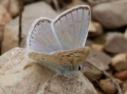 Mother-of-Pearl Blue butterfly-Plebicula-nivscens-Spain 19-6-10 © P Browning