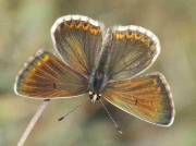 Mountain-Argus-butterfly-Aricia-artaxerxes-Spain 26-6-09 © P Browning
