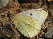 Mountain-Clouded-Yellow-butterfly-Colias-phicomone-2661