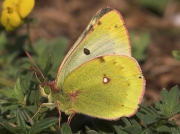 Mountain-Clouded-Yellow-butterfly-Colias-phicomone-2662
