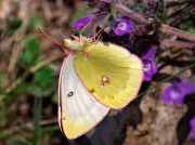 Mountain-Clouded-Yellow-butterfly-Colias-phicomone-female-2669