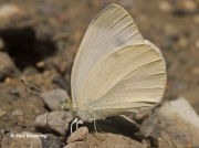 Mountain-Small-White-butterfly-Artogeia-ergane-2659