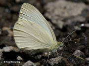Mountain-Small-White-butterfly-Artogeia-ergane-2660