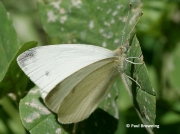 Mountain-Small-White-butterfly-Artogeia-ergane-2666