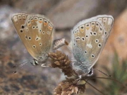 Nevada Blue butterflies-Plebicula-golgus-Spain 3 -7-07 © P Browning