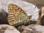 Niobe-Fritillary-butterfly-Argynnis-niobe-spain-2723