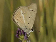 Oberthur's Anomolous Blue butterfly-Agrodiaetus-fabressei- Spain 3-8-13 © P Browning