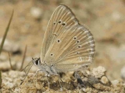 Oberthur's Anomolous Blue butterfly-Agrodiaetus-fabressei-Spain 26-7-13 © P Browning