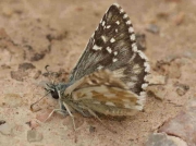 Oberthur's Grizzled Skipper-butterfly-Pyrgus-amoricanus-male -2jpg