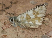 Oberthur's Grizzled Skipper-butterfly-male underside - Spain © P Browning