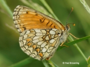 Provencal-Fritillary-butterfly-Mellicta-deione-2770