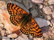 Provencal-Fritillary-butterfly-Mellicta-deione-2772