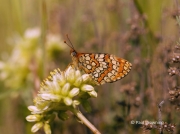 Provencal-Fritillary-butterfly-Mellicta-deione-2773