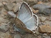 Provence Chalkhill Blue butterfly male - Huesca, Spain 14-6-10 © P Browning