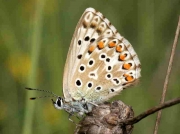 Provence Chalkhill Blue butterfly male underside - Huesca, Spain 14-6-10 © P Browning