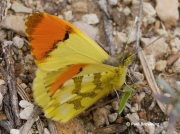 Provence-Orange-tip-butterfly-Anthocharis-euphenoides-2663