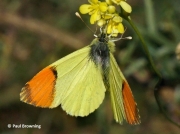 Provence-Orange-tip-butterfly-Anthocharis-euphenoides-2664