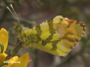 Provence-Orange-tip-butterfly-Anthocharis-euphenoides-2665