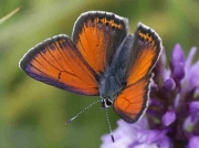 Purple-edged Copper butterfly male Leon, Spain 1-7-09 © P Browning