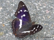 Male Purple Emperor butterfly (Apatura iris)