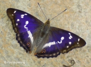 Spanish male Purple Emperor butterfly (Apatura iris)