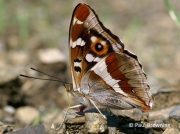 Purple Emperor butterfly (Apatura iris)