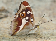 Underside of Purple Emperor butterfly (Apatura iris)