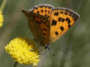 Purple Shot Copper butterfly - Caceres, Spain © P Browning