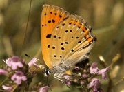 Purple Shot Copper butterfly female - Teruel, Spain 29-7-13 © P Browning