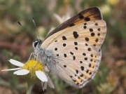Purple Shot Copper butterfly male - Granada, Spain 28-6-07 © P Browning