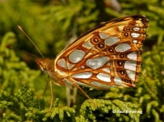 Queen-of-Spain-Fritillary-butterfly-Issoria-lathonia-2724